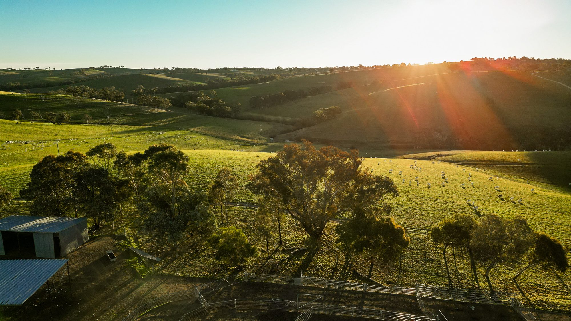 Sunrise over rolling green farmland and a sheep yard in regional NSW