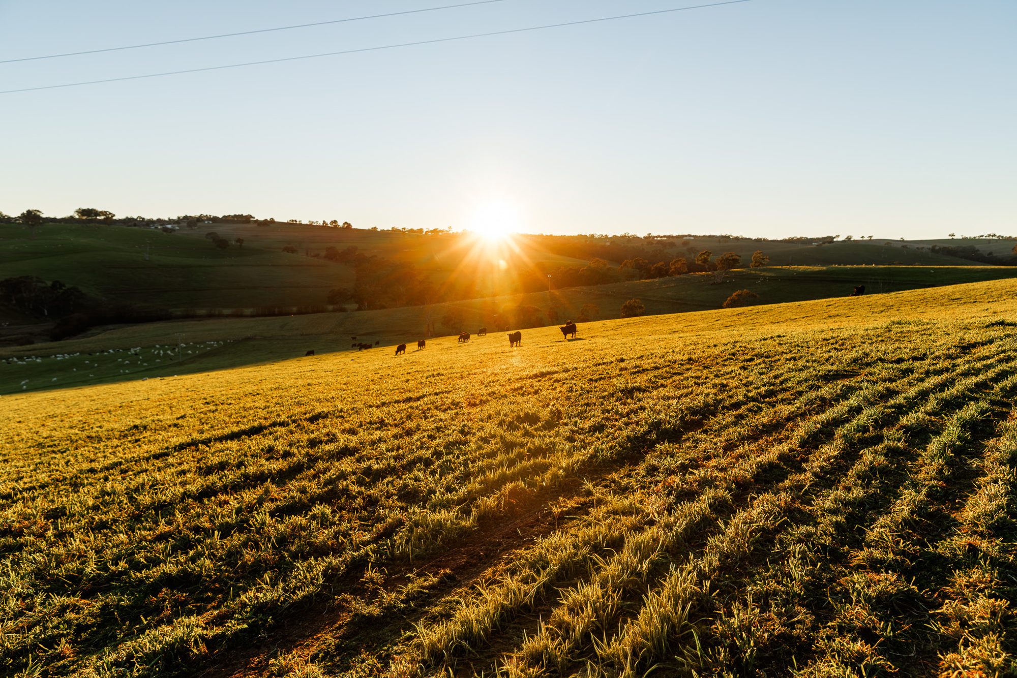 Late sun over a green paddock with cattle grazing in regional NSW